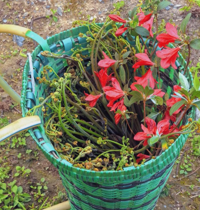 家庭养花用生根粉