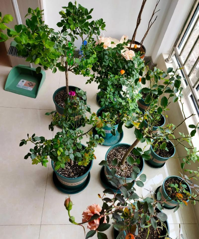 家庭养花用生根粉