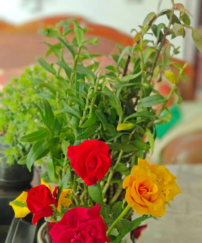 家庭养花用生根粉