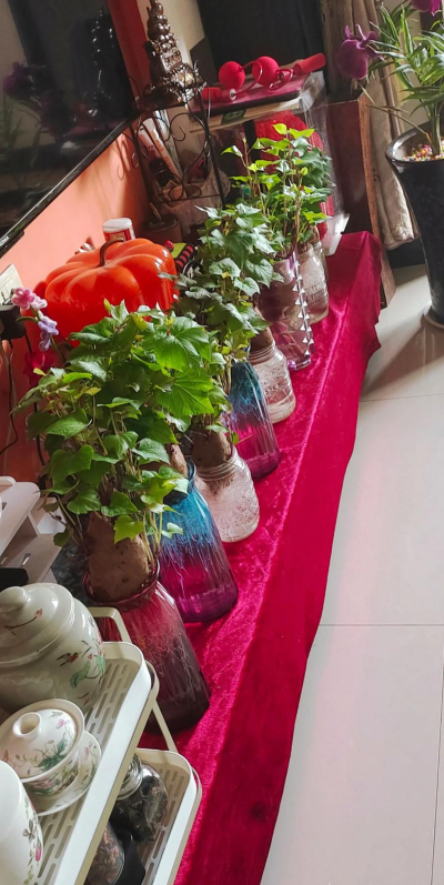 家庭养花用生根粉