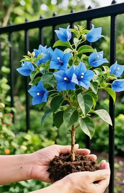 家庭养花用生根粉