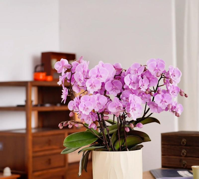 家里养花吸引蝴蝶