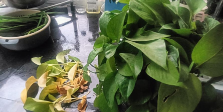 家庭养花用生根粉