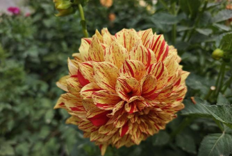 阿克苏市花是什么