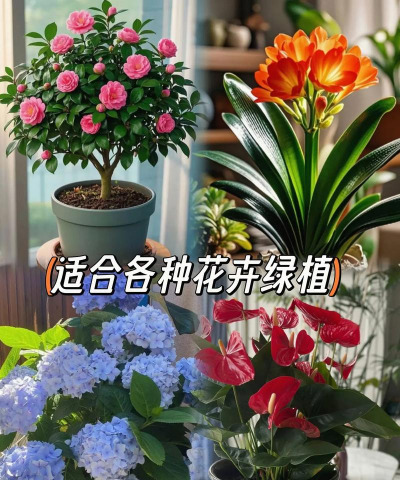 家庭养花用生根粉