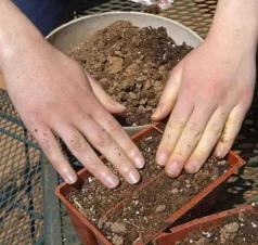 家庭养花用生根粉