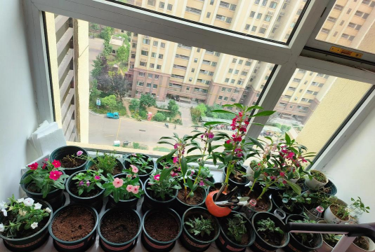 家庭养花用生根粉