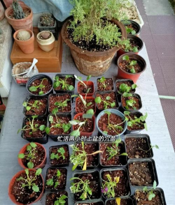 家庭养花用生根粉