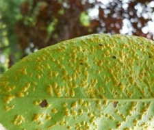 胡杨叶锈病的防治