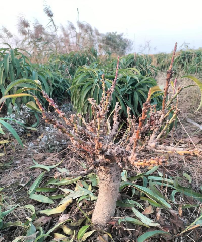 寿星桃怎么结果