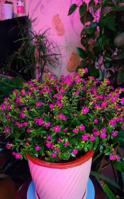 家庭养花用生根粉