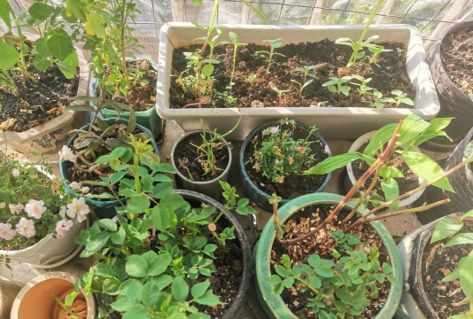 家庭养花用生根粉