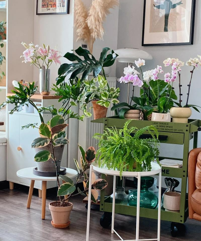 家庭养花用生根粉