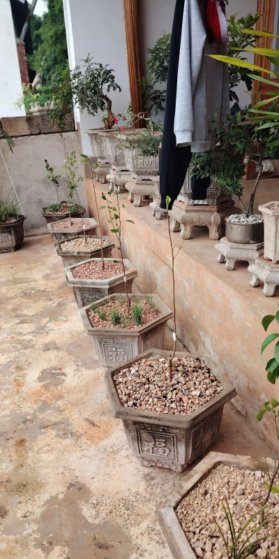 家庭养花用生根粉