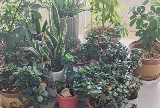 家庭养花用生根粉