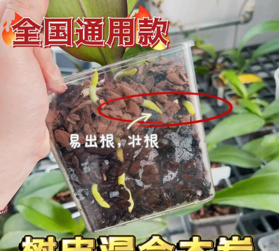 家庭养花用生根粉