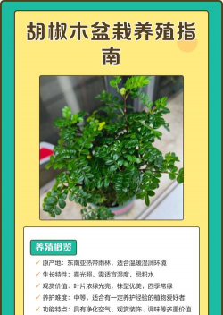 胡椒木怎样养花