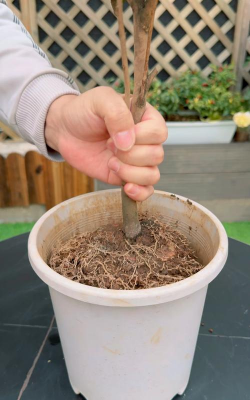 家庭养花用生根粉