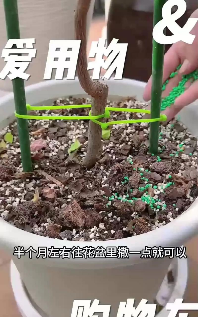 家庭养花用生根粉