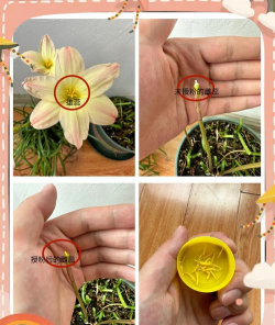 家庭养花用生根粉