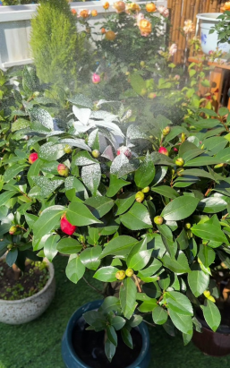 家庭养花用生根粉