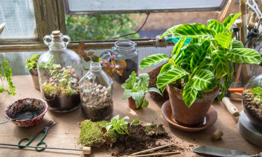 家庭养花用生根粉