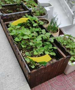 家庭养花用生根粉