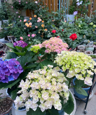 家庭养花用生根粉