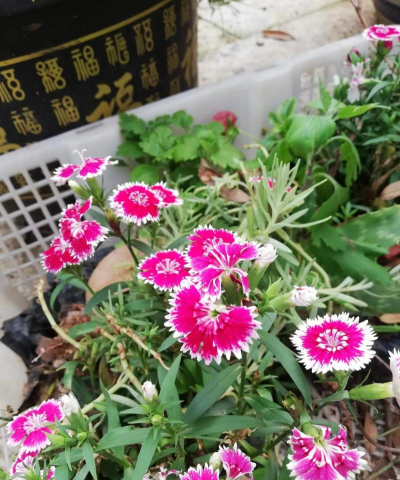 家庭养花用生根粉