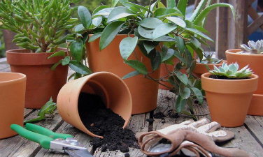 家庭养花用生根粉