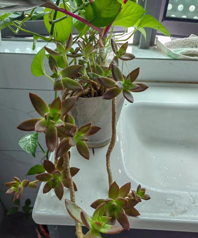 家庭养花用生根粉