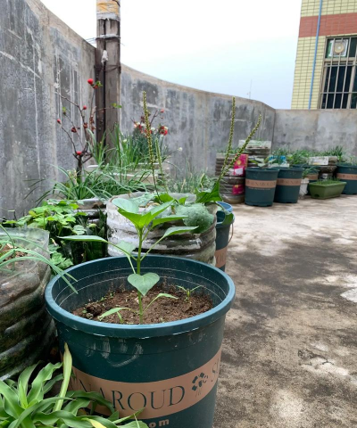 家庭养花用生根粉