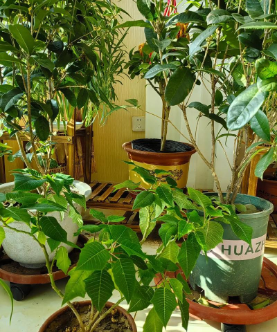 家庭养花用生根粉