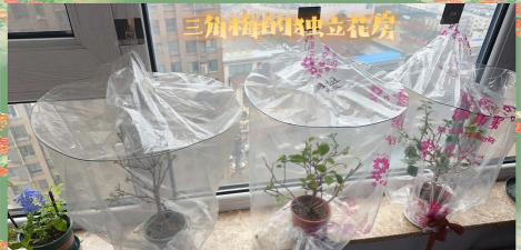 家庭养花用生根粉