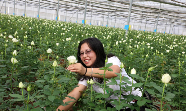 家庭养花用生根粉