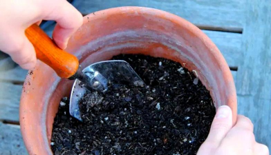 家庭养花用生根粉