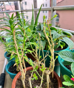 家庭养花用生根粉