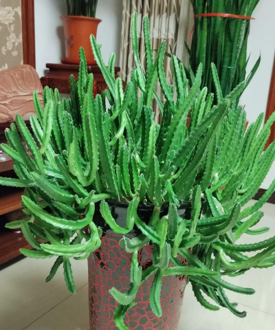 家庭养花用生根粉