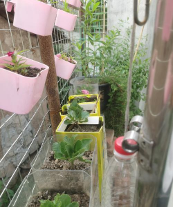 家庭养花用生根粉