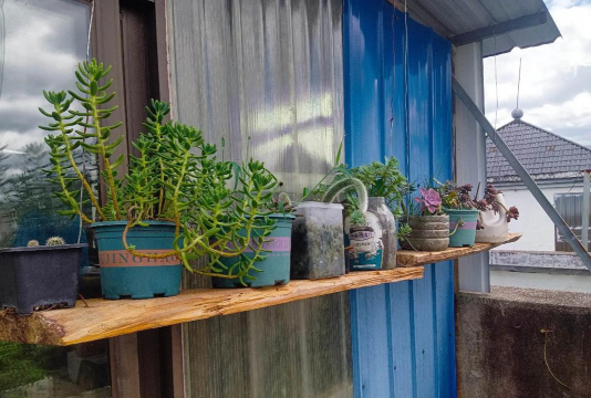 家庭养花用生根粉