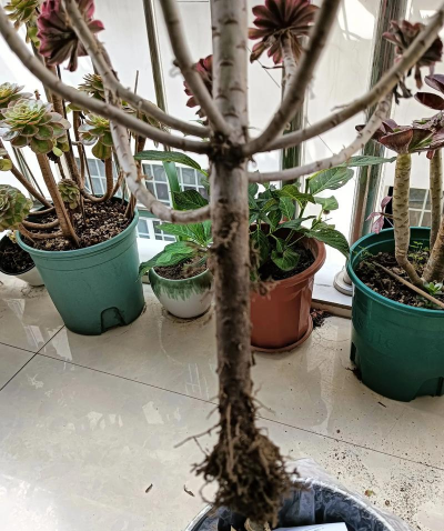 家庭养花用生根粉