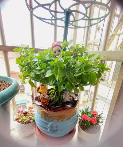 家庭养花用生根粉