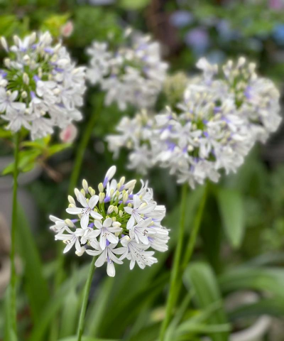 百子莲如何醒花