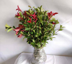 红叶石楠瓶养花