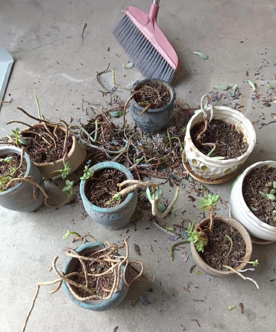 家庭养花用生根粉