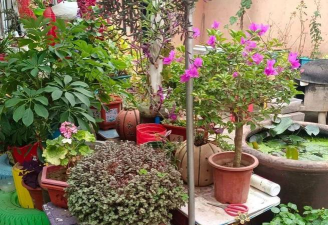 家庭养花用生根粉