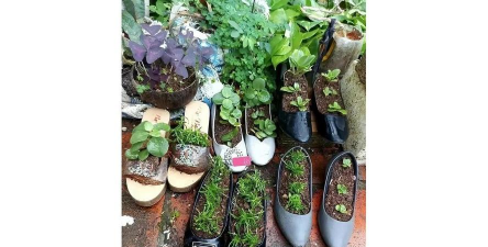 家庭养花用生根粉