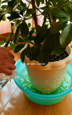 家庭养花用生根粉