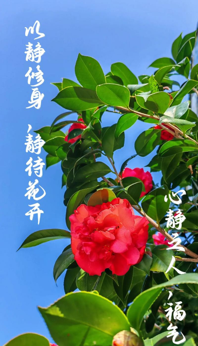 有心养花香自来