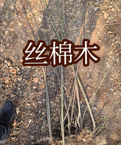 丝棉木怎么修剪